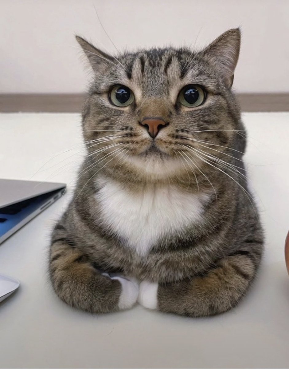 animal_kyawa_'s tweet photo. お行儀の良い猫 https://t.co/EKdVxARXwR