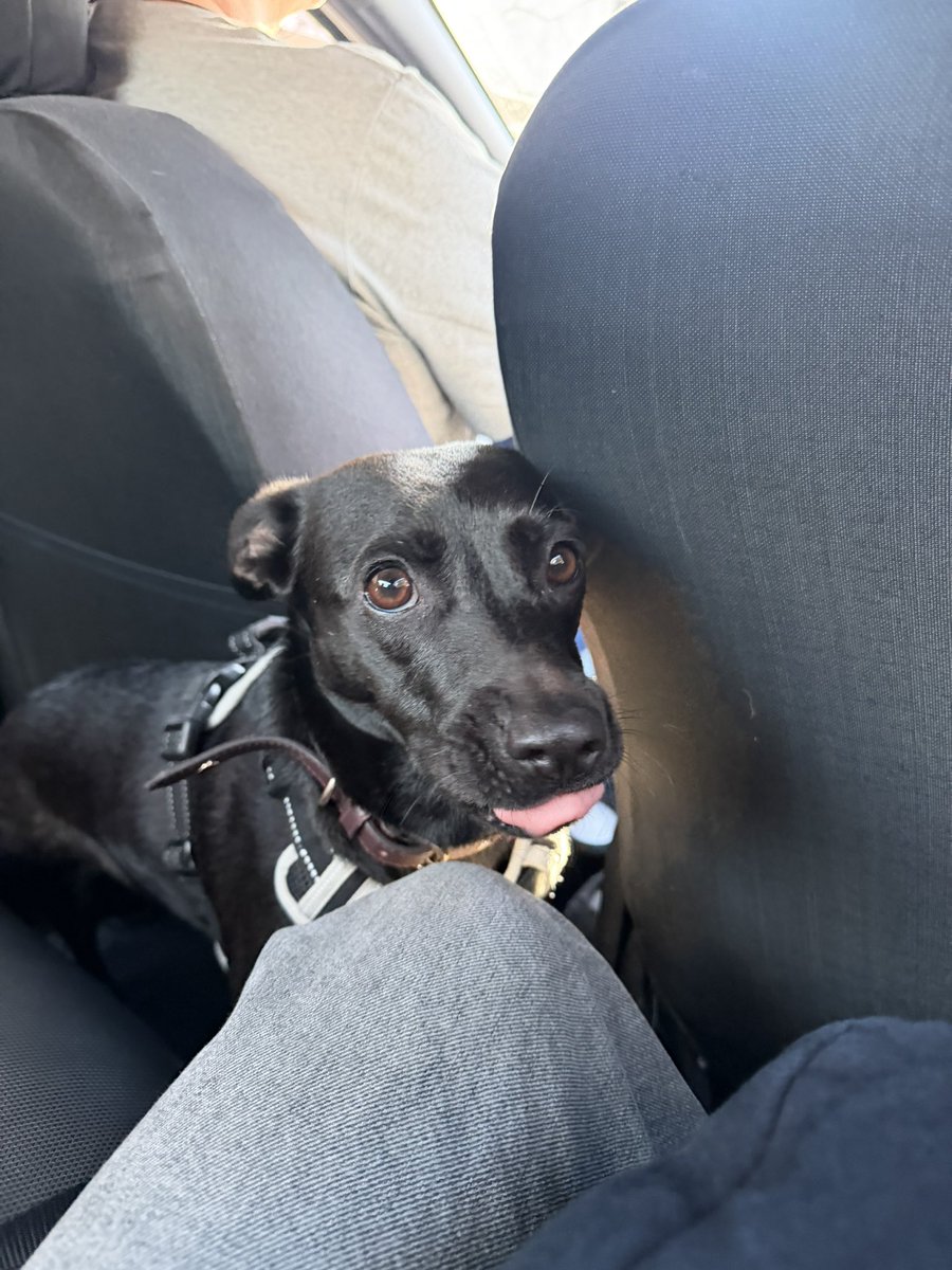 lulignzalez's tweet photo. arriba los perros negros https://t.co/bghYYP4qJ8
