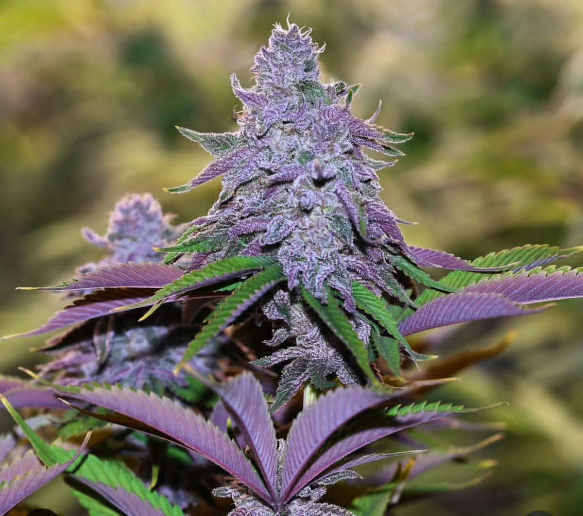 LindsayMaharry's tweet photo. "DAMN I LOVE MY CRONK JUICE!!!!!!⁠
" - @519growgirl_ said it not us⁠
.⁠
.⁠
.⁠
.⁠
#cronkgrownutrients⁠
#islandlifeseeds⁠
#islandlifeconcentrates⁠
 #medicalgarden #acmprcanada #learningtogrow #canadiangrowers #medicalgarden #medicalmarijuana  #genetics #cannabiscommunity https://t.co/dVGh7DykeD
