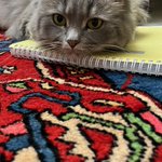 Photo by آن دیگری (@PetalPudding)