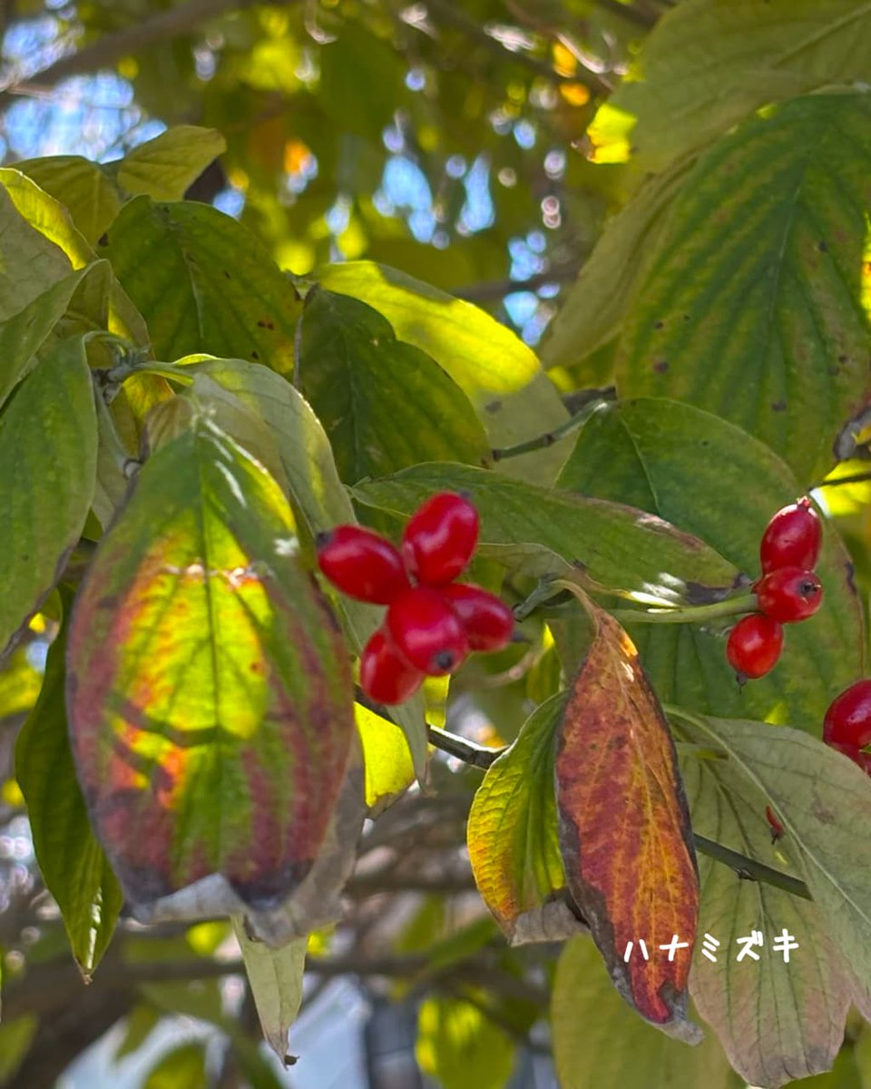 4OBMe7TLUulbwg3's tweet photo. おはようございます
今日もよろしくお願いします
素敵なキンキラキン曜日に
なりますように☺️✨💐🍵
#おは戦81002ok🍺
#TLを花でいっぱいにしよう https://t.co/hlxXuVdXNz