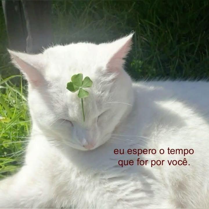 acervobichinho's tweet photo. https://t.co/OFpf0iAc1k