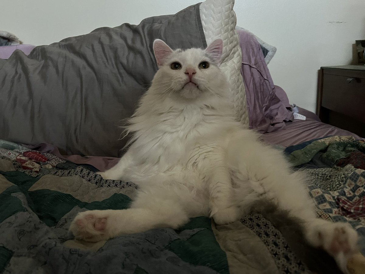 BitchestheCat's tweet photo. Floof thought PCA was like TLC for cats. Purrs, cuddles, and affection. #chicagocatproblems https://t.co/m5KXxT6F78