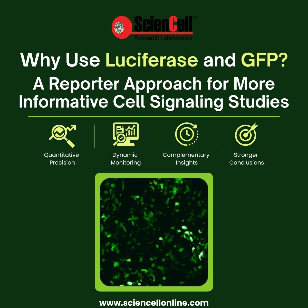 sciencell's tweet photo. 🧬 Measure and visualize pathway activity with ScienCell’s Luciferase &amp; GFP Reporter Vectors. 

Combine quantitative transcriptional analysis with single-cell visualization for complementary insights into cell signaling. 

#Luciferase #GFP #CellSignaling https://t.co/yMoVrTXkLC