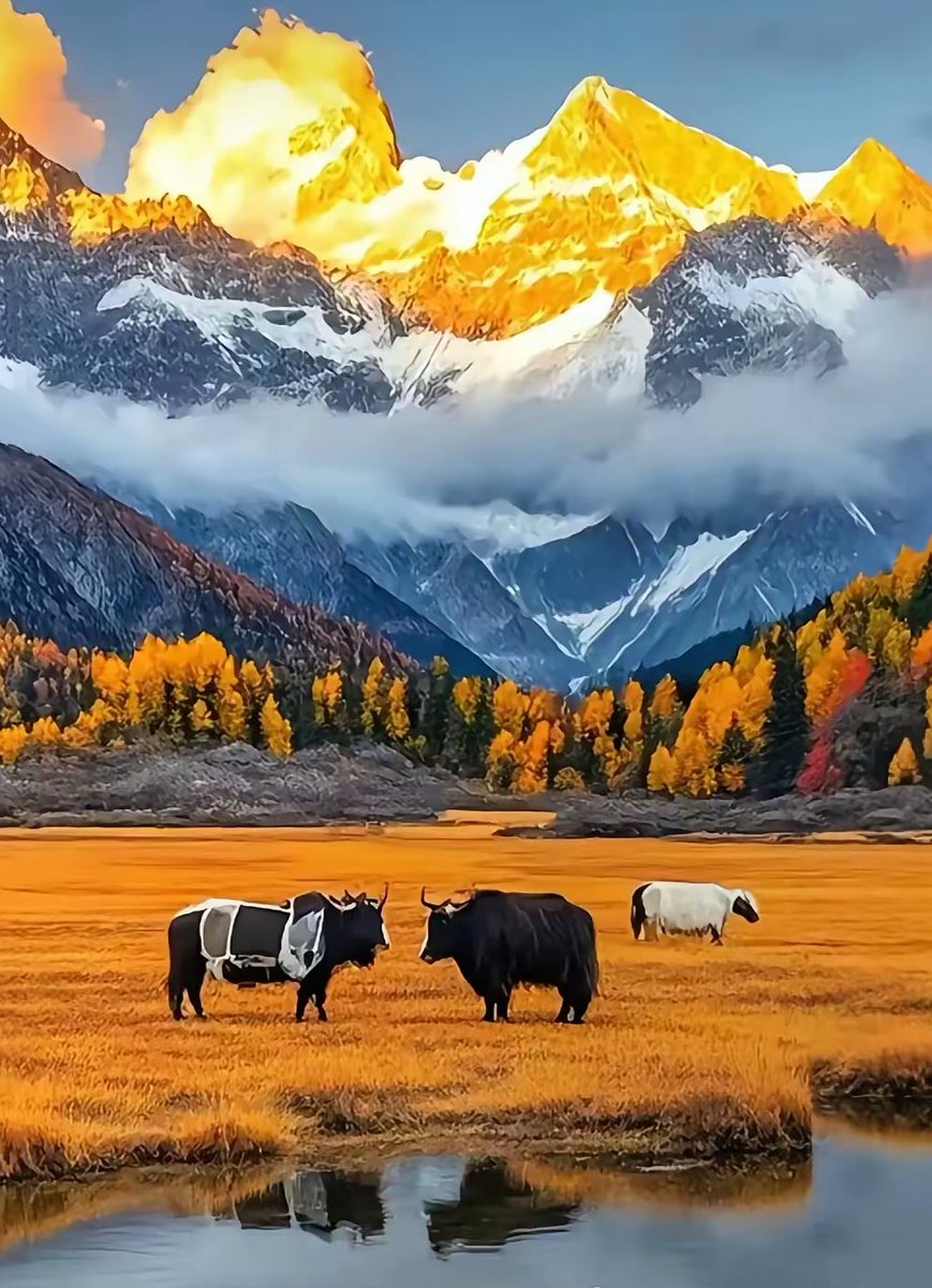 natal_mel79_f06's tweet photo. [The quiet ink of a night breeze gently brands the spicy autumn in the still valley] https://t.co/umWEeQkhFw