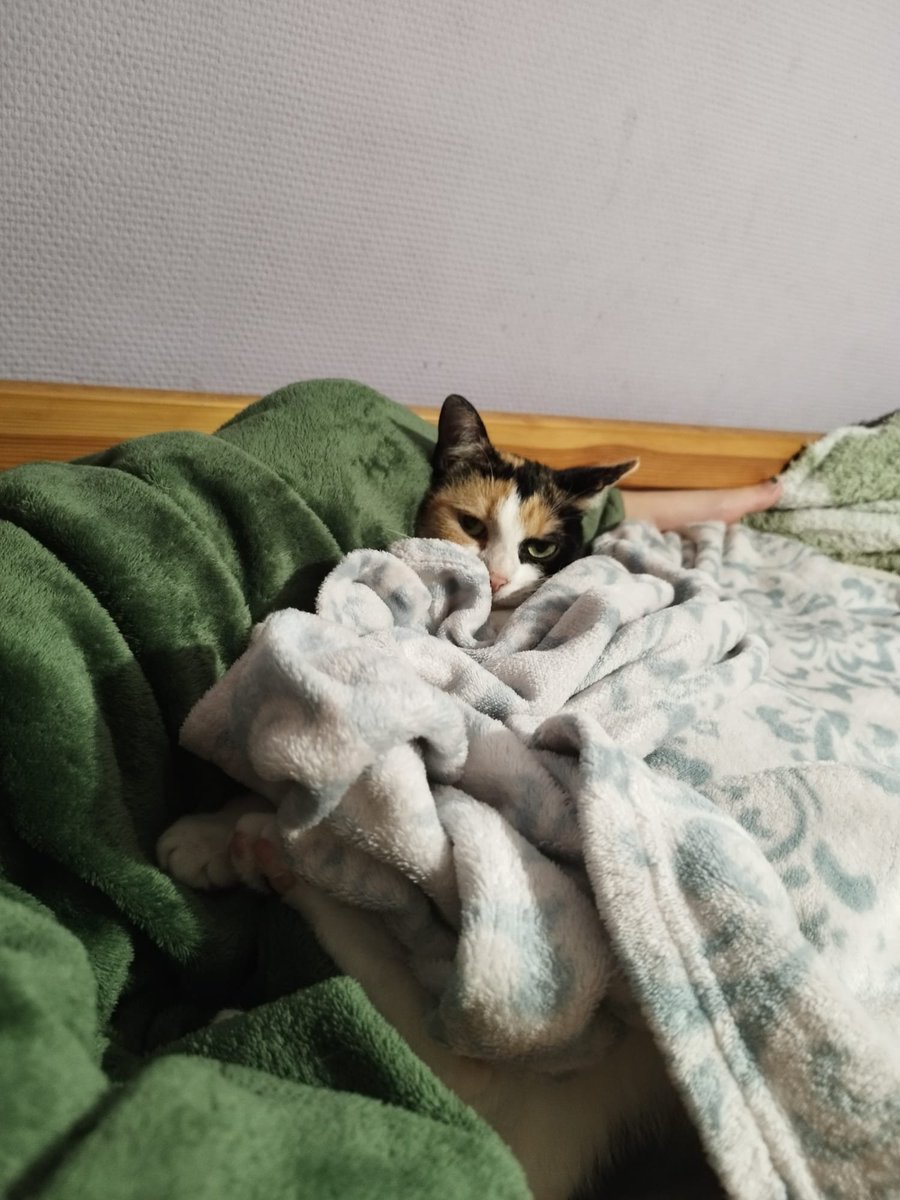 CharlieOfSontar's tweet photo. C'est trop mignon je meurs https://t.co/fSLxDBp4V8