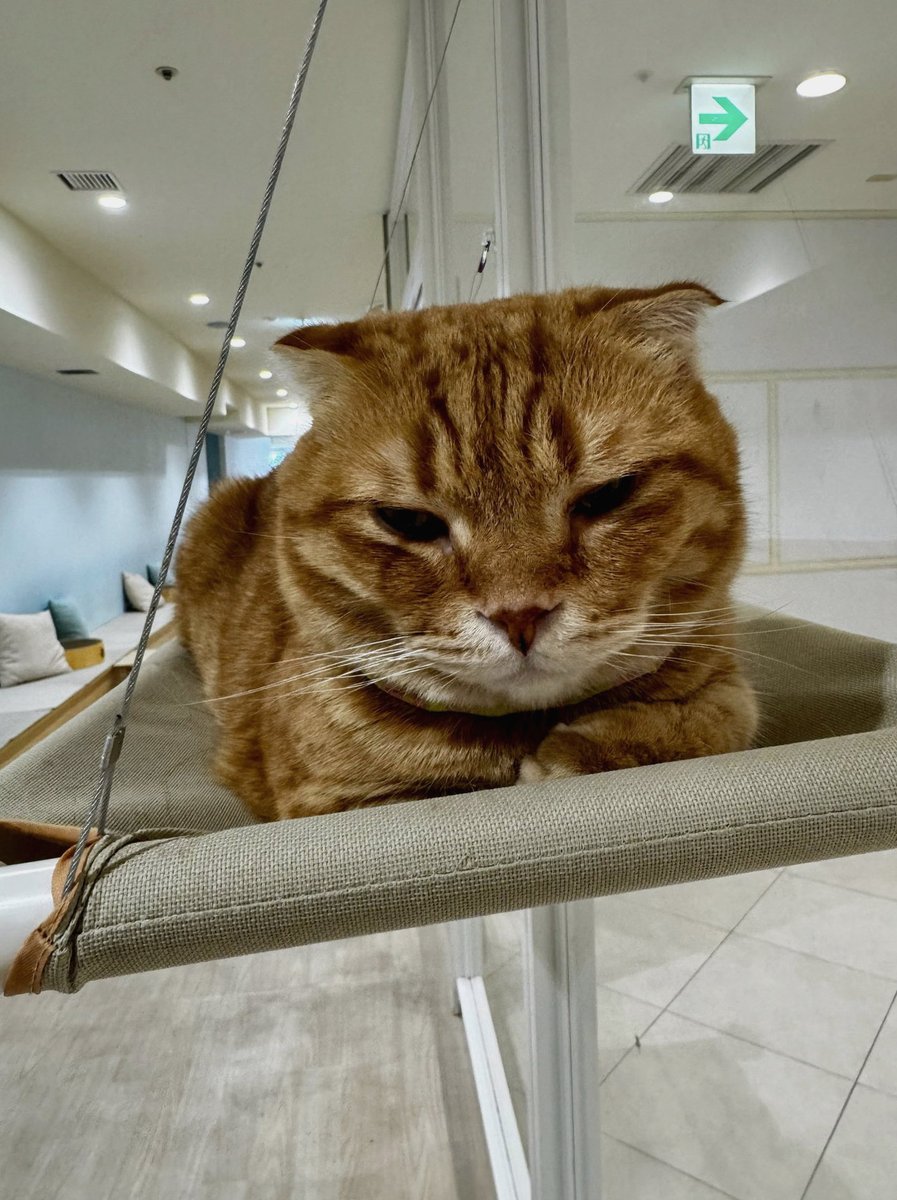 AylancIbrahim's tweet photo. 深夜2時に「今から寝たら何時に起きられるか」
シミュレーションを始めるやつ、
大体そこで正解を出せたことがない。
「4時間あれば余裕」が8割で
起きたら14時になってる。
この計算だけ永遠に外れる。 https://t.co/bhWpXbXHlX