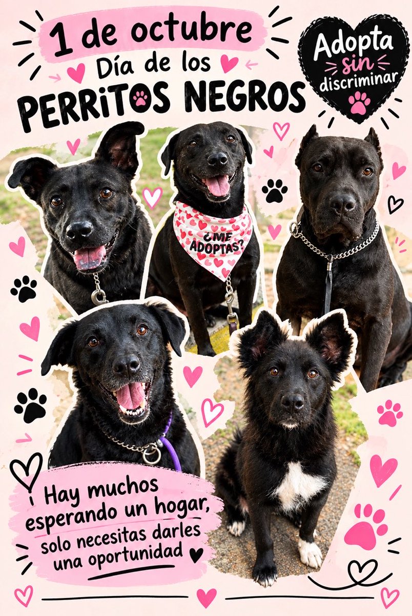 HELA_MORE's tweet photo. Hoy es el Día del Perrito Negro.🖤

Y queremos aprovechar este día para recordar algo muy importante:

Los perritos negros también son hermosos.
También son cariñosos, nobles, juguetones y capaces de llenar una casa de amor.

Pero muchas veces pasan desapercibidos cuando llega el momento de elegir a un compañero. 🥺

Muchos de nuestros rescatados son negritos y llevan muchísimo esperando una familia,también merecen que alguien pueda mirar más allá del color de su pelo y descubrir todo lo maravilloso que tienen para ofrecer. 🖤

No importa si son negritos, grandes, pequeños, jóvenes o viejitos…

Todos merecen una oportunidad.

🐾 Adopta. Rescata. Esteriliza.
🖤 Adopta a un perrito negro.