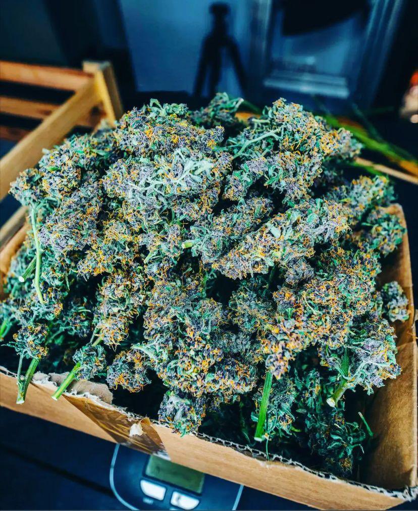 LindsayMaharry's tweet photo. A good trim job goes a long way and can get that out looking like indoor real quick.  #weed #cannabis #growyourown #weedporn #marijuana #cannabiscommunity #thc #cbd #weedstagram #stoner #hightimes #ganjagirls #cannabisculture #kush #indica #maryjane #highlife https://t.co/ar0tvY2zpD