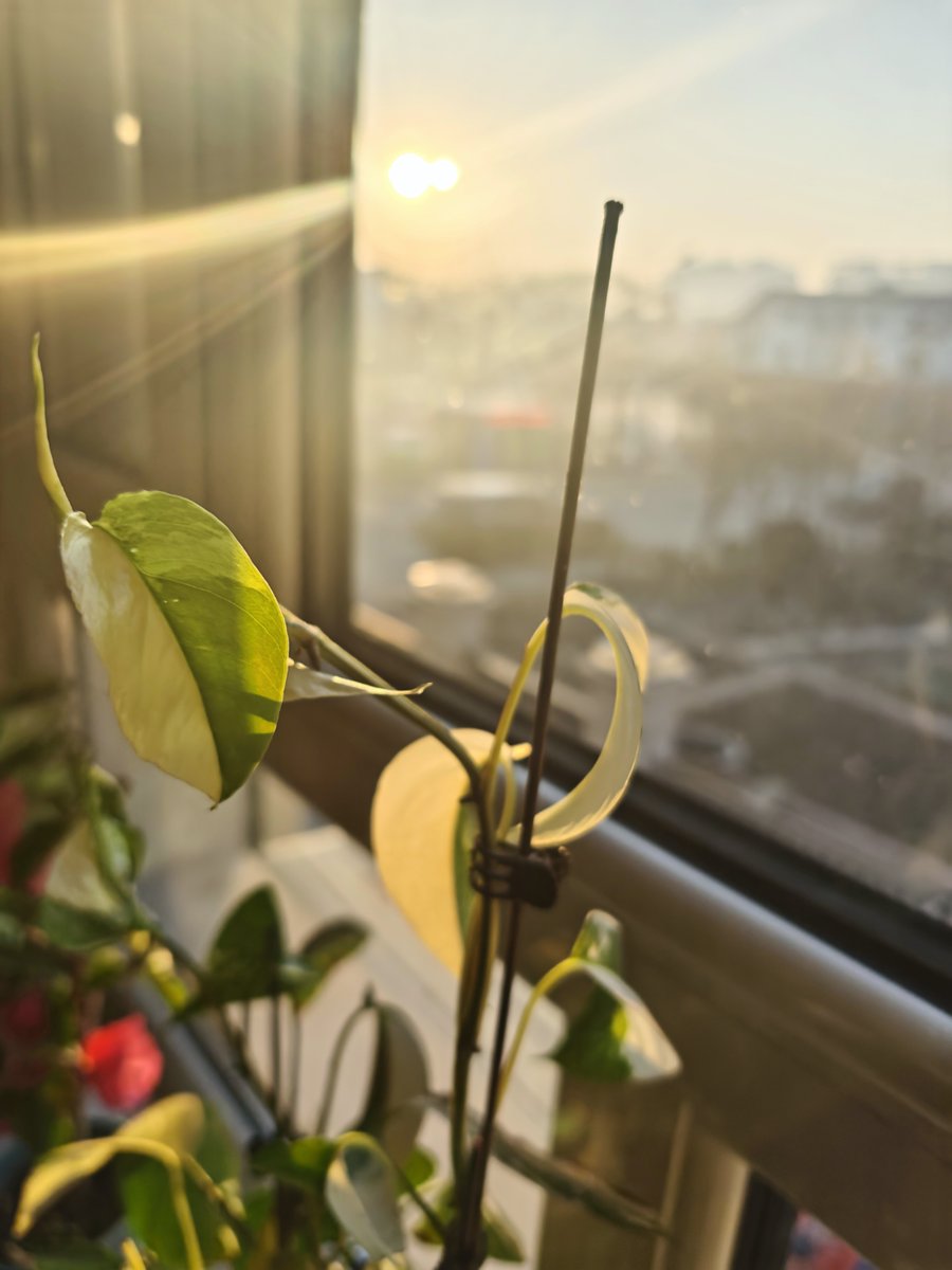 Fhjb16937656's tweet photo. Love this plant—its growth shows how carbon cycles sustainably, and I’m all for closing loops to keep it thriving! https://t.co/3KjX1R7fkb