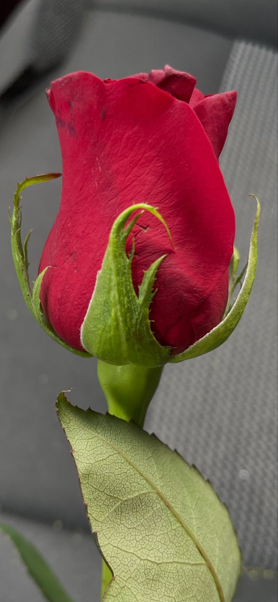 Dawn81927764's tweet photo. Your heart is finer than a rose petal. https://t.co/39XcD3VZRt