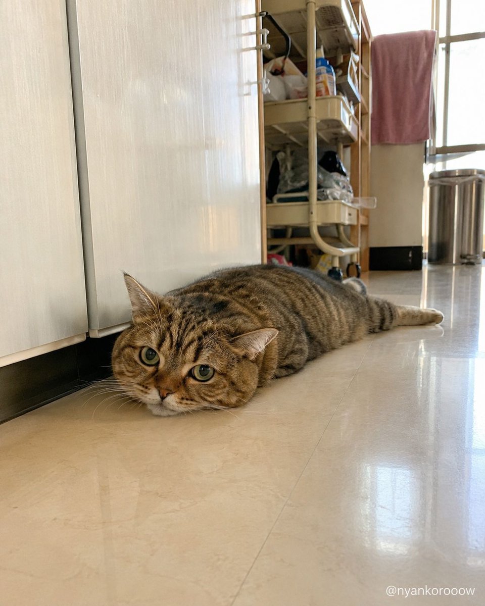 nyankorooow's tweet photo. 空腹を全身で表現するタイプ https://t.co/8QQulOEYIt