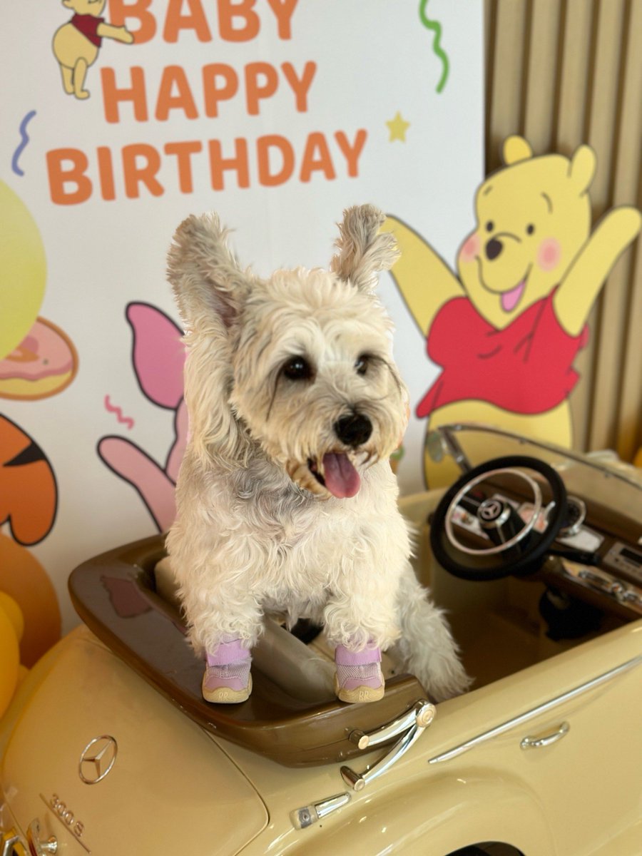 CathernProdehe's tweet photo. 1 year of tiny paws to full zoomies! My rescue pup turned 1 today https://t.co/gQL0v6Ke8g
