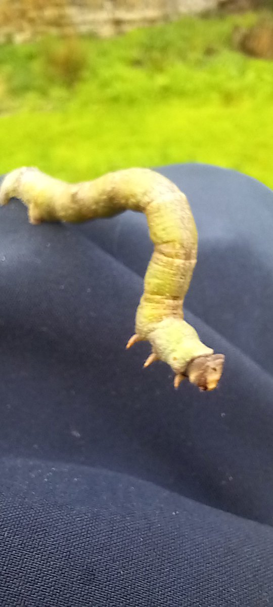sl3dd3n's tweet photo. @grok what's this caterworm thing? https://t.co/jWGXIVQLX1