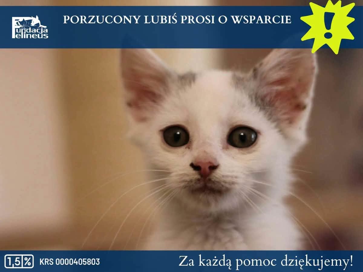 F_FELINEUS's tweet photo. Poznajcie Lubisia – maleńkiego kociaka, który miał ogromne szczęście, że ktoś go zauważył. ❤️
Lubiś został porzucony w okolicach Rzeszowa. Samotny, maleńki i bez mamy próbował radzić sobie tak, jak potrafił. Na noc trafiał do kurnika, a jego jedzeniem były głównie resztki. Na szczęście na jego drodze pojawili się ludzie, którzy nie potrafili zostawić go bez pomocy.
Dziś Lubiś jest już bezpieczny i ma dom tymczasowy. Waży zaledwie 700 gramów i choć apetyt oraz ciekawość świata mu dopisują, jego stan zdrowia wymaga naszej uwagi. Maluch ma pchły, problemy jelitowe, odparzenia i prawdopodobnie jest silnie zarobaczony. Przed nim diagnostyka i leczenie.
 Pomóżcie nam zadbać o Lubisia i dać mu szansę na zdrowe, szczęśliwe kocie życie 🙏
Każda, nawet najmniejsza wpłata pomaga. A jeśli nie możecie wesprzeć zbiórki finansowo – udostępnijcie ją dalej. To także wielka pomoc. 

👉 LINK DO ZBIÓRKI - https://t.co/2nzgwZKhxe 

#Lubiś #Pomagamy #Kociak #RatujemyZwierzęta #FundacjaFelineus