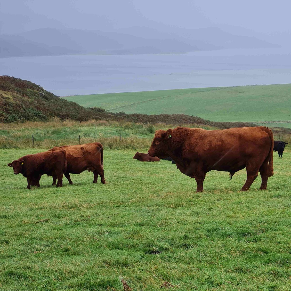 NeuKelte's tweet photo. #FolkloreThursday #Celtic: `During the #IronAge people at Castell Henllys didn't use money. They measured wealth in cattle instead. The more cattle someone had, the more important and powerful they were.
1/2 https://t.co/6MyLCxGyrk