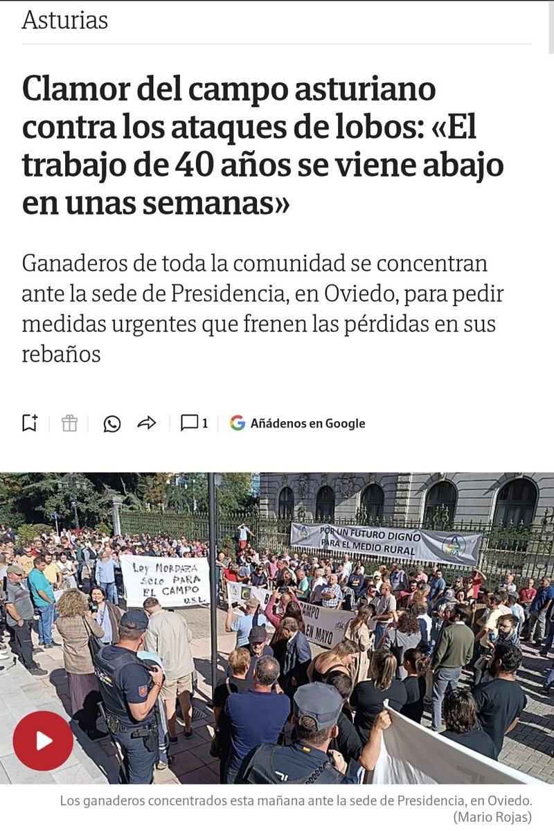 Marcoslrua's tweet photo. Hoy agrotrumpistas asturianos volvieron a salir a la calle para convertir al lobo en el gran culpable de los problemas de la ganadería en la comunidad autónoma.

Pero hagamos un ejercicio muy sencillo.

Si mañana desaparecieran TODOS los lobos de Asturias, ¿qué ocurriría?

¿Subiría el precio de la leche?

¿Bajarían los costes de producción?

¿Desaparecería la burocracia?

¿Se solucionaría el problema del relevo generacional?

¿Aumentaría la rentabilidad de las explotaciones?

¿Se acabarían los problemas de comercialización?

No.

Los problemas seguirían exactamente ahí.

Y entonces habría que buscar otro culpable.

Porque el lobo no fija los precios, no compra los piensos, no redacta la PAC, no controla la distribución, no envejece la población rural y no decide cuánto cuesta mantener una explotación ganadera.

Pero tiene una ventaja para quienes prefieren el relato fácil:

no puede salir a defenderse.

El @GobAsturias ya ha decidido poner sobre la mesa la muerte de 67 lobos.

Ya han matado 7 lobos en apenas un mes.

¿Y después?

Si los problemas de la ganadería continúan, ¿qué hacemos?

¿68?

¿100?

¿200?

¿Hasta que no quede ningún lobo?

Porque entonces descubriremos algo que hoy algunos parecen no querer entender:

matar lobos no soluciona los problemas estructurales de la ganadería.

Un ganadero que tiene un daño real merece una respuesta real: prevención eficaz, protección del ganado, compensaciones justas y rápidas y una política agraria que permita vivir dignamente de la actividad.

Pero convertir a una especie silvestre  esencial para el buen funcionamiento de los ecositemas como el lobo en el enemigo absoluto y presentar su eliminación como solución universal es otra cosa.

Eso no es solucionar los problemas del campo.

Es buscar un chivo expiatorio.

Y el lobo es el chivo expiatorio perfecto.

Porque cuando desaparezca el último lobo, los problemas seguirán ahí.

Y entonces tendrán que explicar qué van a hacer con ellos.

https://t.co/bLHGgqGQXr