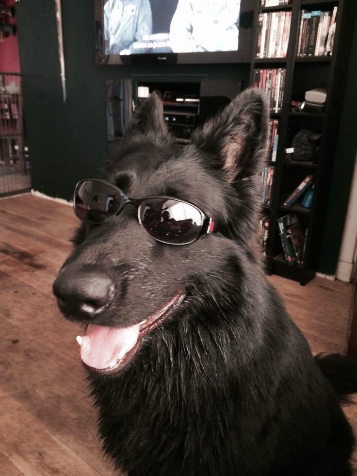 AMAZlNGNATURE's tweet photo. It is National Black Dog Day today https://t.co/nXfeBm8Hae