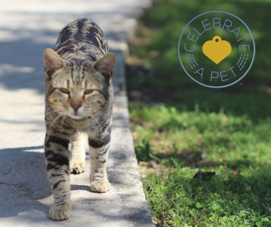 CVMUSA's tweet photo. Walking into the weekend likeโฆ ๐พ Confident, focused, and absolutely not stopping for anyone. Celebrate the pet with main-character energy: https://t.co/iGqMdSXsrd #petsofX #celebrateapet #catsofX #celebrationcards https://t.co/4oUePfCO7B