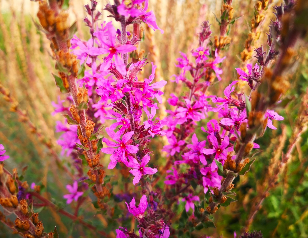 pedro_ojeda's tweet photo. Arroyuela, salicaria, frailecillo. Sonrío al pasar junto a estas matas en el paseo. Aquí, allá. Aún en flor. La acequia lleva agua todavía, deben estar regando alguno de los campos por los que pasa, bordeando la ciudad, tan dentro de mí: https://t.co/Q6qYM7AMNO https://t.co/5G84WebTyY