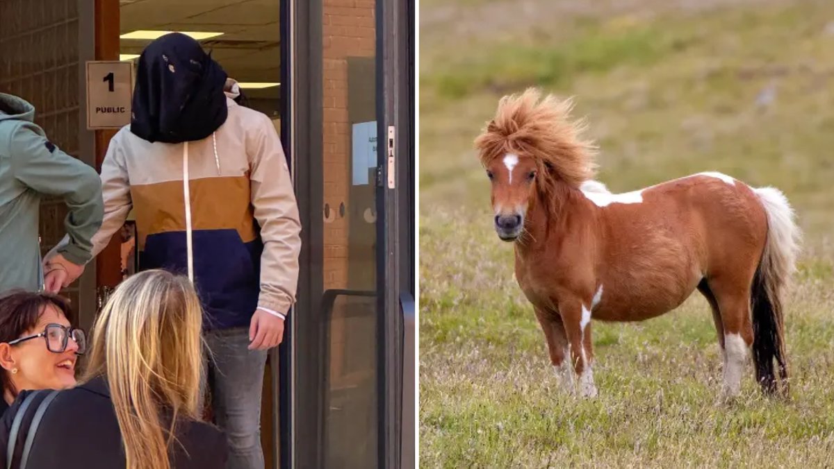 CollinRugg's tweet photo. NEW: 19-year-old 'British teen' is set to be sentenced for trying to r*pe a Shetland pony named 'Cheeky' in West Yorkshire.

Thomas Mikaelson is accused of sneaking onto a farm and forcing the pony to have s*x with him.

Mikaelson entered a guilty plea to a single charge of attempting to allow s*xual penetration by a living animal.

The farmer provided an impact statement, saying the crime "had an impact in more than one respect" on the farm.