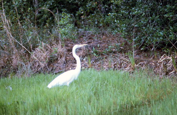StateLibraryFL's tweet photo. On #TourismTuesday, we’re venturing out to the St. Marks National Wildlife Refuge in Wakulla County. Learn more about this refuge with this ephemeral guide in our Internet Archive collection: https://t.co/sF6Ed5pqcI enjoy these photos from our collection. @FLMemory @USFWS https://t.co/xu9kDroTCz