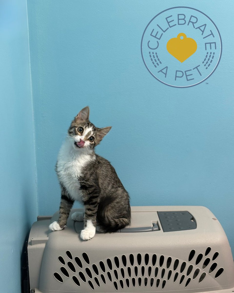 CVMUSA's tweet photo. The head tilt. The tiny tongue. The carrier as a throne. ๐ This little one knows exactly how cute they are. Who's the star of your household? Celebrate them: https://t.co/iGqMdSY0gL #petsofX #celebrateapet #catsofX #celebrationcards https://t.co/O1kZEXG3xK
