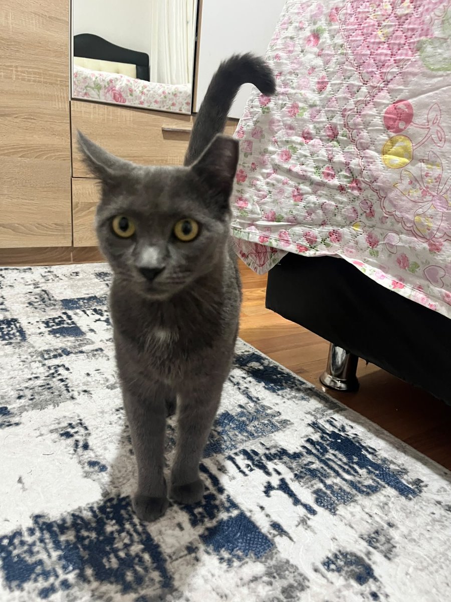 HamisMehtap's tweet photo. Ankara'da bu güzel canı sokağa atmışlar, şu yağmurlu günlerde sıcak bir yuvası olsun sokağa gitmesin yapamaz, çok uysal bir can paylaşım desteği verir misiniz lütfen 🙏 iletişim @ebrkya17 Ebru Hanım ❤️🙏 https://t.co/3RDBtmn6Oe