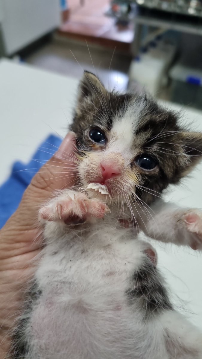 Pro_Ani_LaNucia's tweet photo. Recién tomado biberón, los dos peques aguantan, por suerte tienen ya dientes saliendo y comen algo de papilla porque no tenemos nodrizas.
Si vives cerca de La  Nucía,  Alicante,  y quieres ayudar. acercate a hablar con nosotros, tu tiempo para ayudar es una joya https://t.co/DrAj1Bdvtw