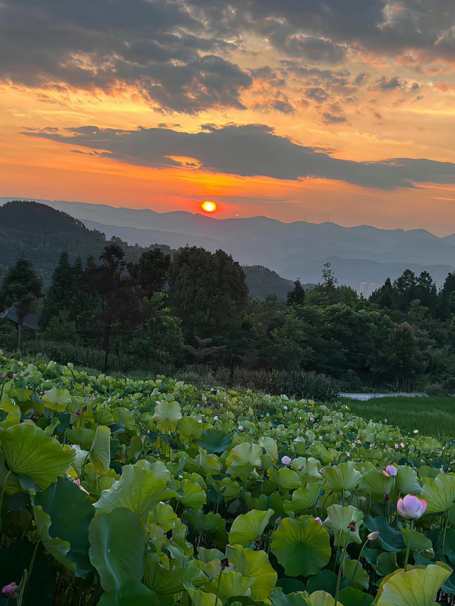rosefeath_9_aed's tweet photo. Walking past the lotus pond at dusk, a palm-sized fan rests on the stone rail—faint light glows, and a fallen petal hints at a gentle lie tucked in the breeze.， https://t.co/QXHNHTNi2n