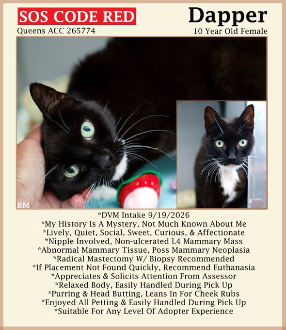 sachikoko's tweet photo. 🆘CODE RED - CRITICAL🆘"AWAITING EUTHANSIA"🆘
🆘SHE WILL NOT BE RELISTED🆘🙏🏾PLZ SHARE🆘
💘Sweet 10YO #Senior Black &amp; White Kitty DAPPER💘
🚨SHE NEEDS #Adoption #Rescue #Foster NOW!🚨
▶️265774 https://t.co/vicqGW7hGo
🙏🏽#AdoptDontShop
#Queens #NYCACC #Cats #CatsOnX https://t.co/kSfIlnXtOL