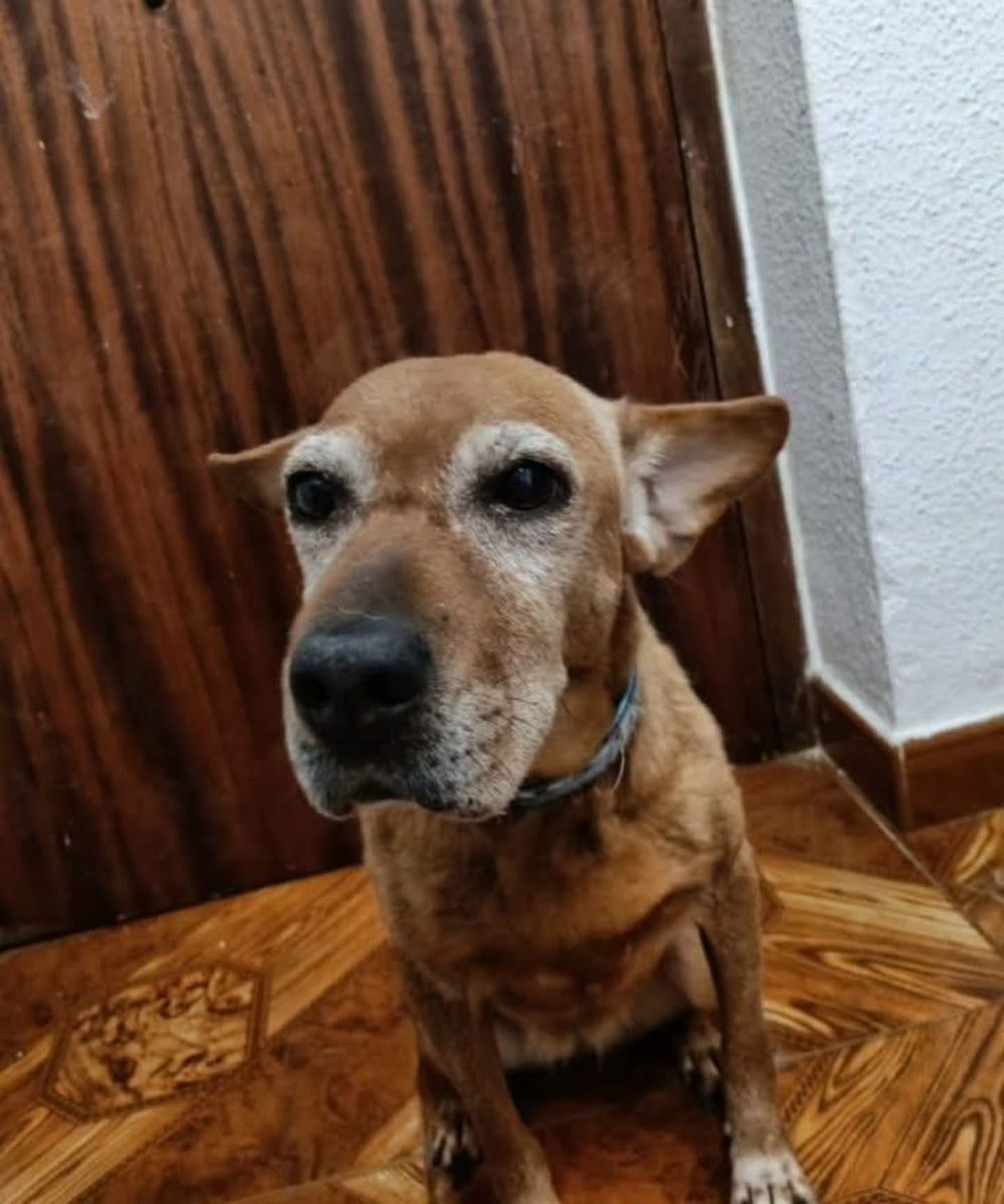 SosAbuelos1's tweet photo. Prefblmt. #MADRID y alrededores
Piden ayuda para esta abuelita de 10 años

Necesita salir con urgencia de donde se encuentra y se pretende evitar que acabe en la perrera.

Es sociable.

Se busca una acogida (también pagada) donde se cubren los gastos.

WhatsApp 649 99 81 47 https://t.co/bAR9lELKRL