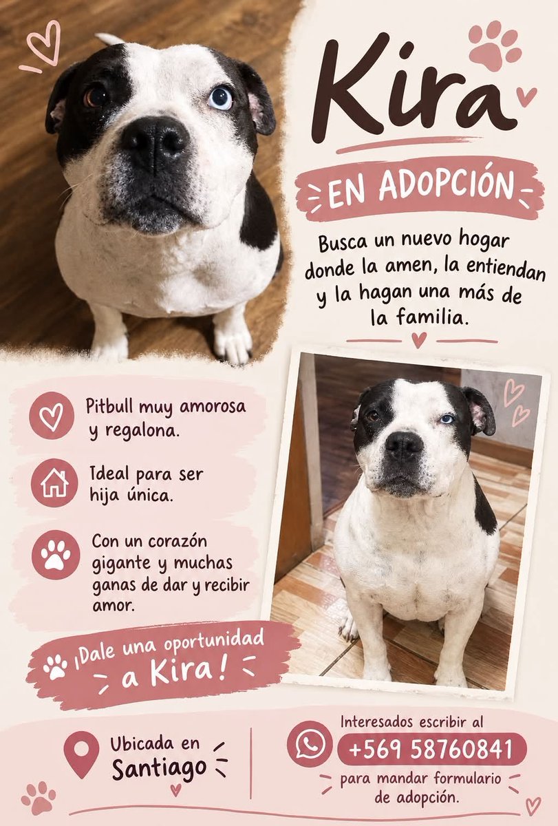 eltuitdemarsh's tweet photo. ¿Ayudamos difundiendo a Kira para que encuentre un hogar para siempre?
#Santiago https://t.co/rM72jQVaU6