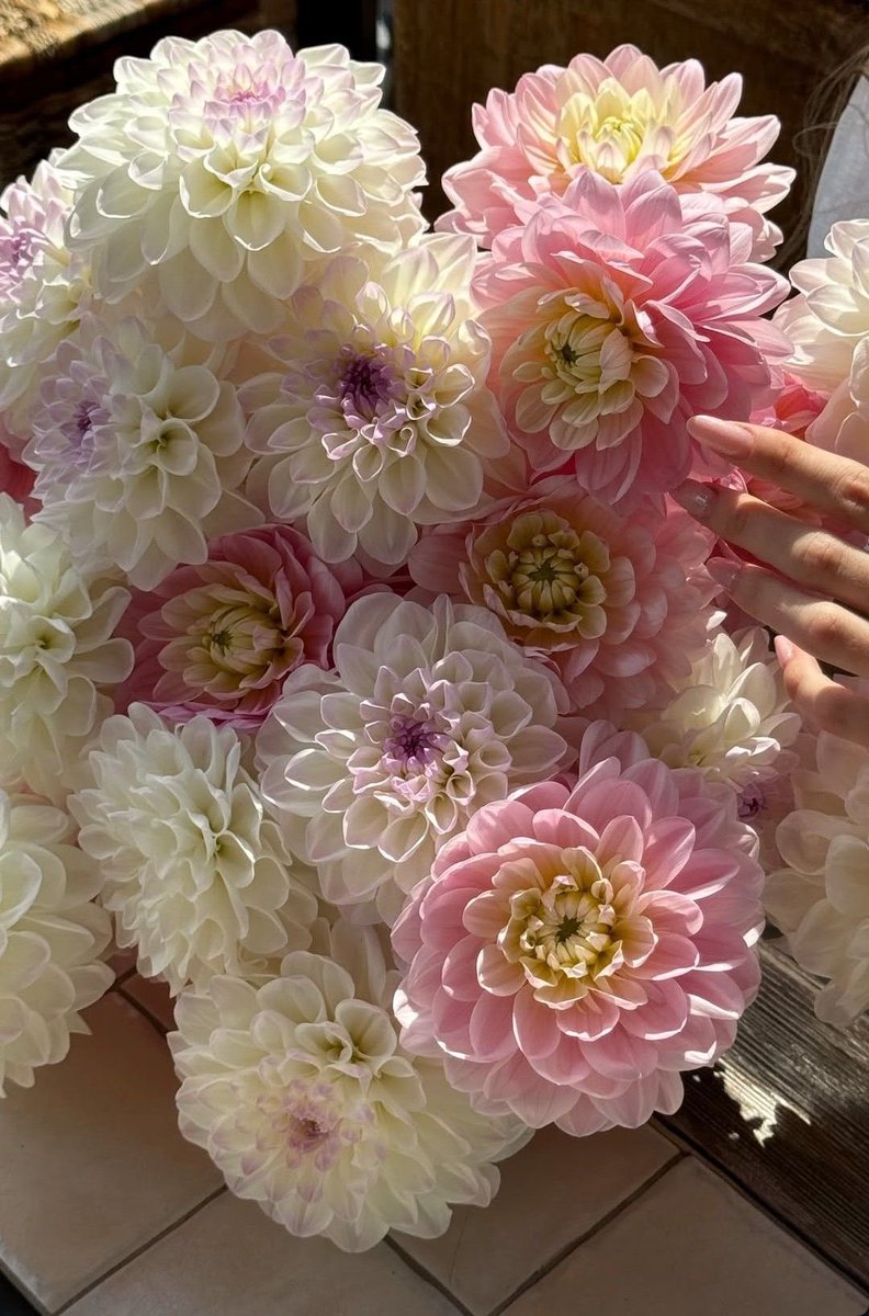 kanyadahl's tweet photo. Gina, bloom like a daffodil in spring, grow like a dahlia in summer, and stay gentle like baby’s breath in autumn. No need to hurry, no need to fear. I’ll keep watering each little bloom and cheering as you grow. 🤍✨ @yeenasalas5  
#ginayeena #จีน่าซาลาส #โรซ่ากลอรี่ https://t.co/onTRKbFsC7