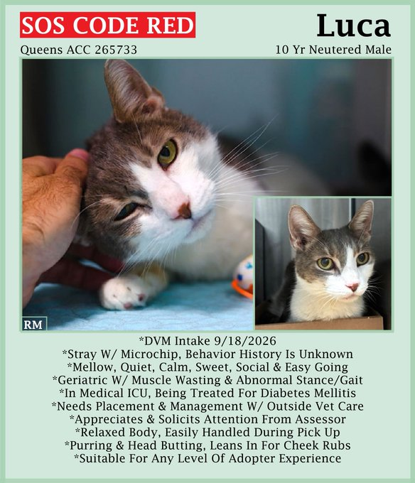 sachikoko's tweet photo. 🆘CODE RED🆘RELISTED TBK SAT 8/3/26🆘🙏🏾PLZ SHARE🆘
🙏🏾PLZ #PLEDGE 2 SAVE MY LIFE
💝Sweet 10YO #Senior White &amp; Gray Tabby Kitty LUCA💝
😿💔Came In As Stray, Has Diabetes Mellitis
🚨Needs #Adoption #Rescue #Foster🚨
▶️265733 https://t.co/c7diC0PwzR
🙏🏽#AdoptDontShop
#Queens #NYCACC https://t.co/q8kTvwunR9
