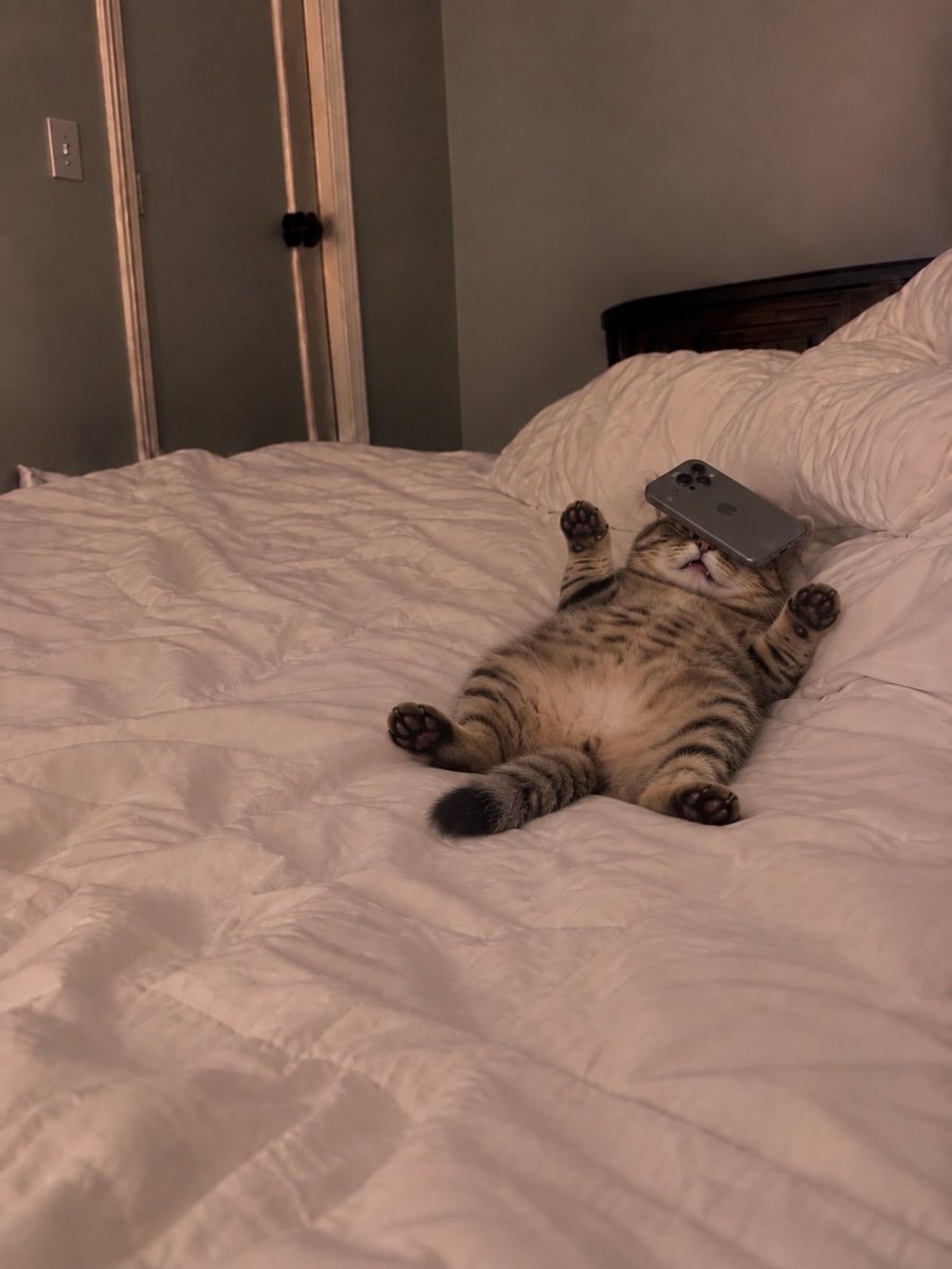 CatMeowkingdom's tweet photo. https://t.co/yysWbNTVcv
