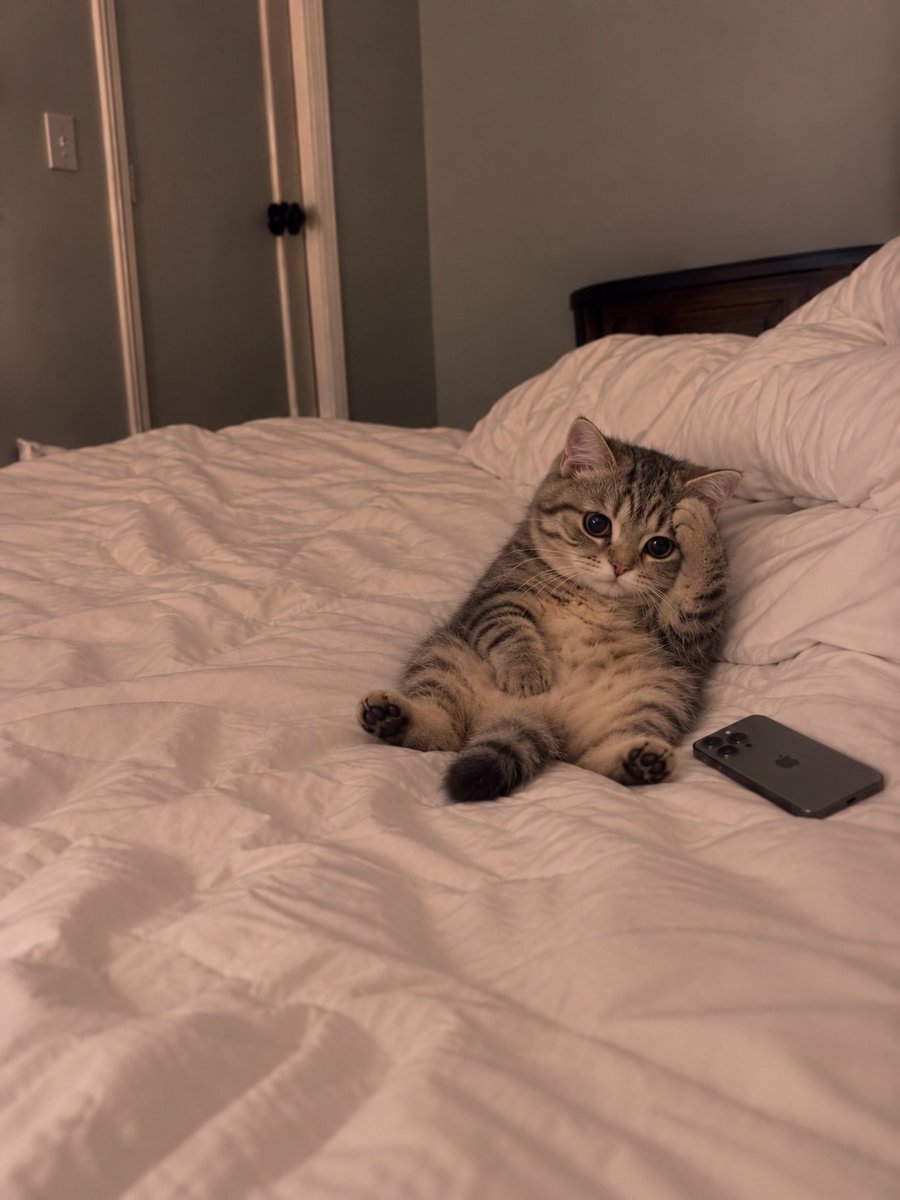 CatMeowkingdom's tweet photo. https://t.co/yysWbNTVcv
