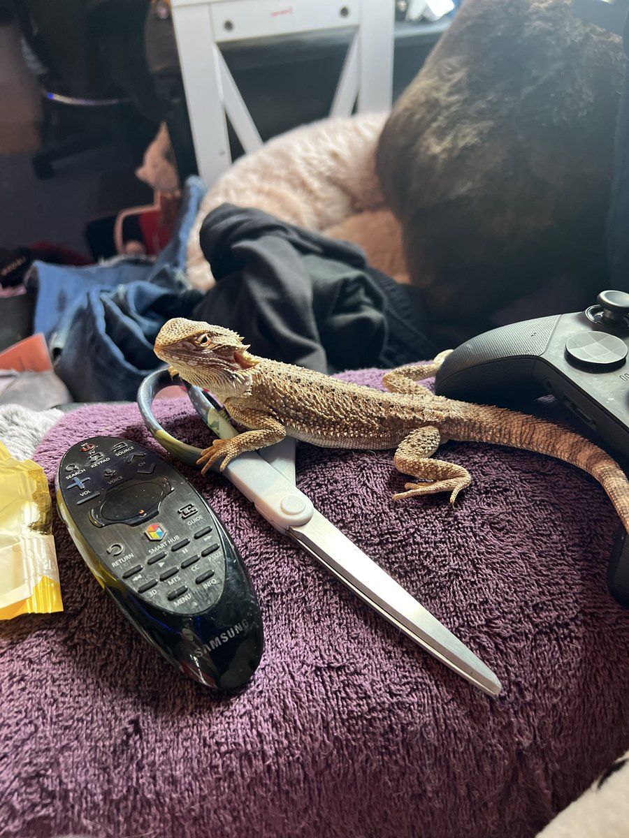 Baby_Driver9515's tweet photo. @blackscats My lizard 😂 https://t.co/lHTLY653eX