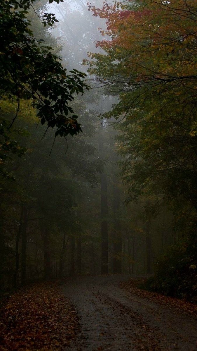 gloomyvisuaIs's tweet photo. gloomy path. https://t.co/Ugk4YIECp6