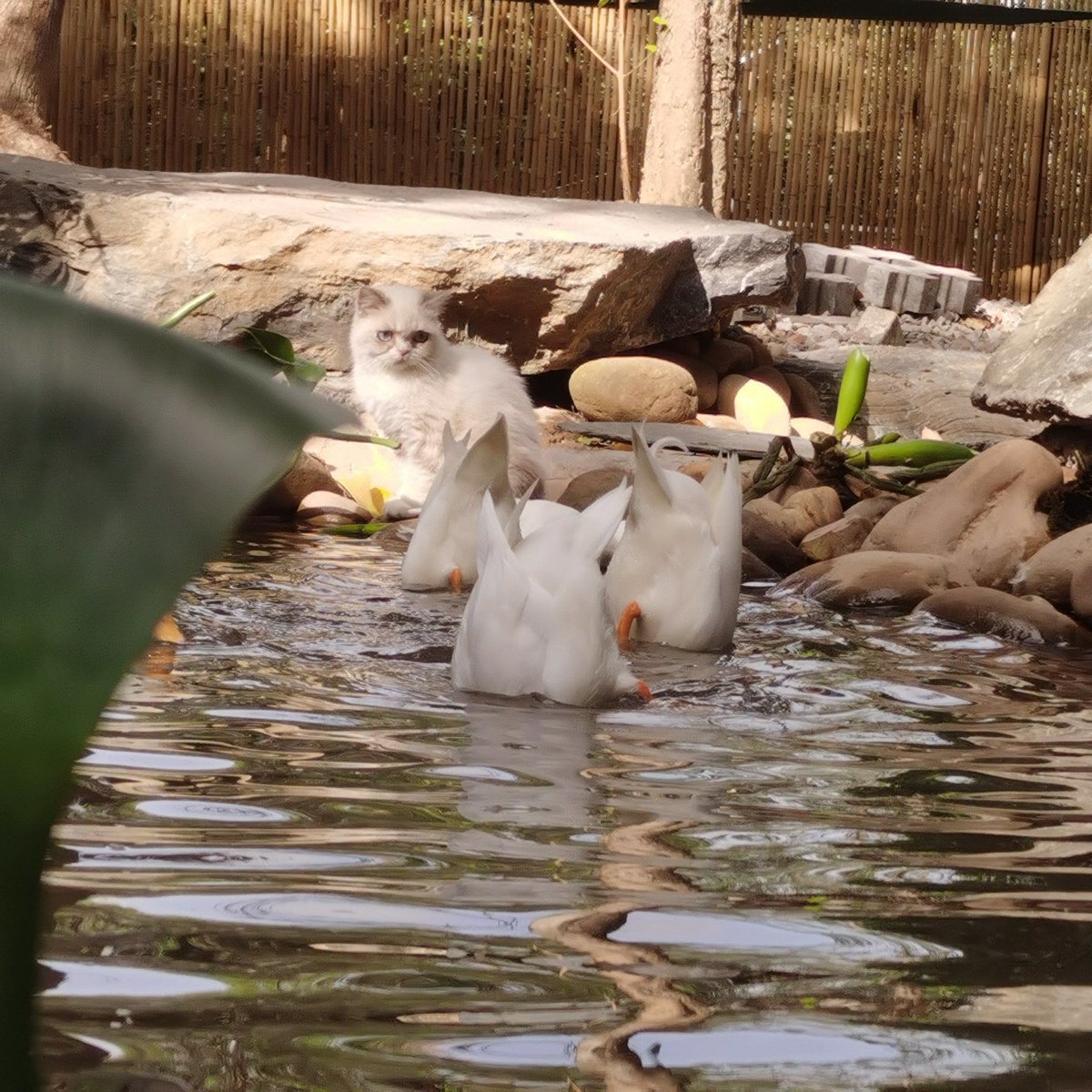 b_reth_141_bf4's tweet photo. [Fun surprise: Tun Du is tapping randomly by the muddy pool!]， https://t.co/Pfj3uTfKRS