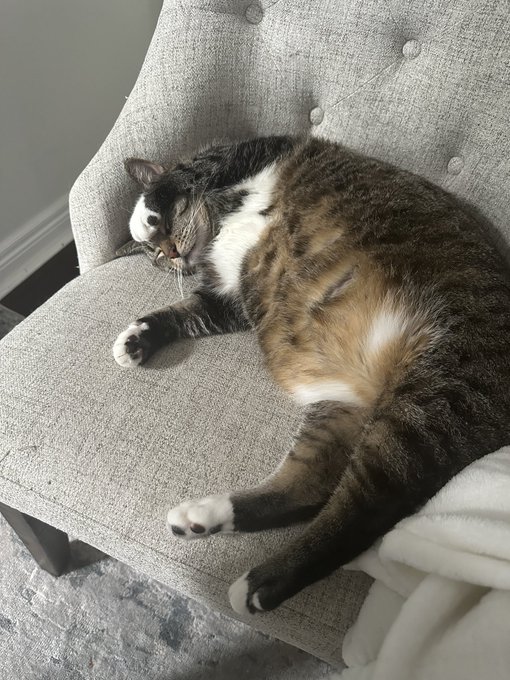 A photograph of a tabby and white cat lying on its back on a gray tufted chair, looking up at the camera.
