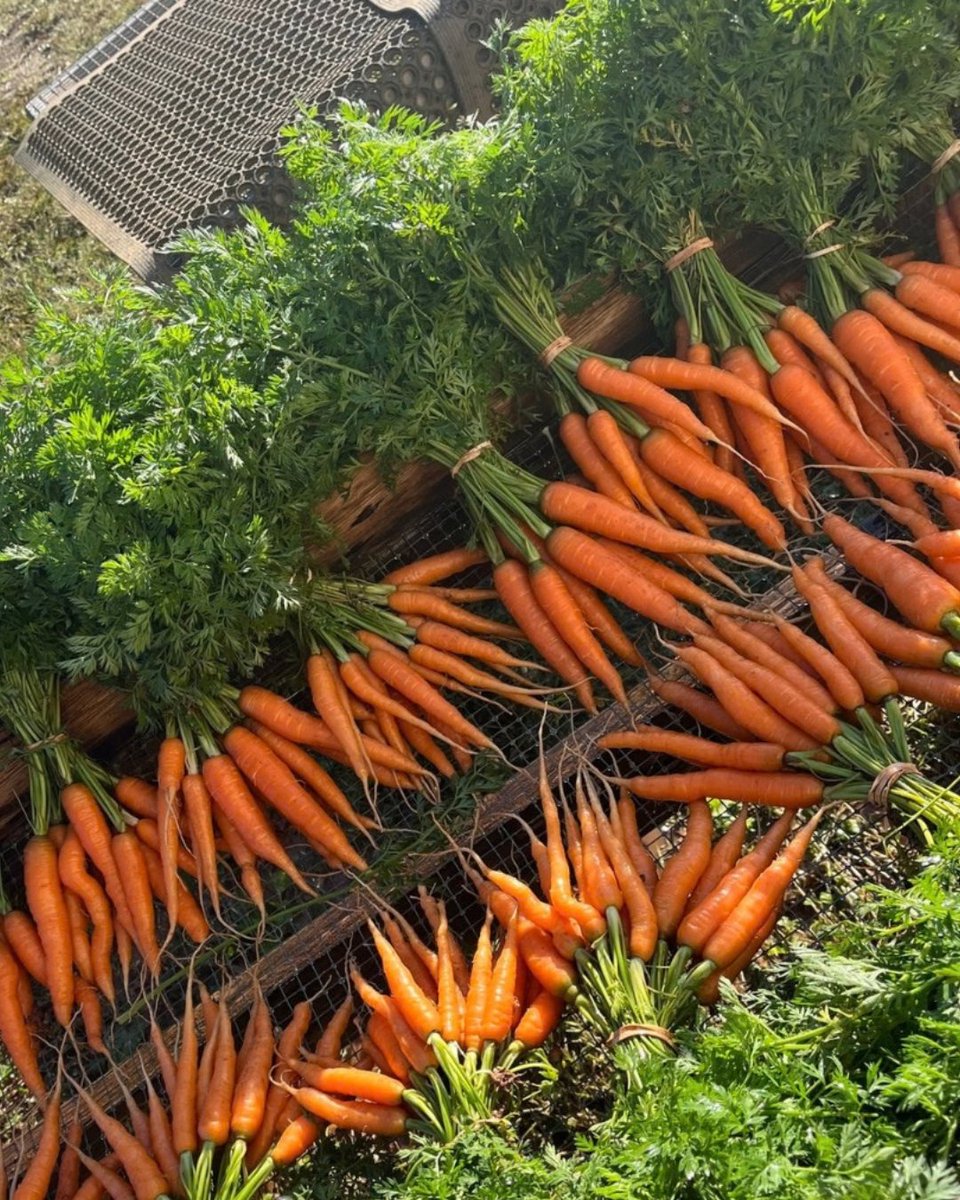 EmoryUniversity's tweet photo. #WorldVegetarianDay | Since 2014, the @EmoryOxford Organic Farm has been growing and selling fruits and vegetables perfectly suited to vegetarians and all those who enjoy fresh, organic produce. 🥬🍅🥕🫐

🔗https://t.co/pjol60o50L  

#EmoryOxford #OxfordCollege #Emory #Vegetarian https://t.co/RHb97tMqZO