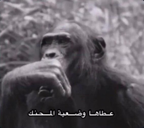 arka_1n's tweet photo. @MohammedqO2 @hmdan20033 @gakapo11 @Forca_Fcb "البرتغالي" https://t.co/etpVSCN0YF