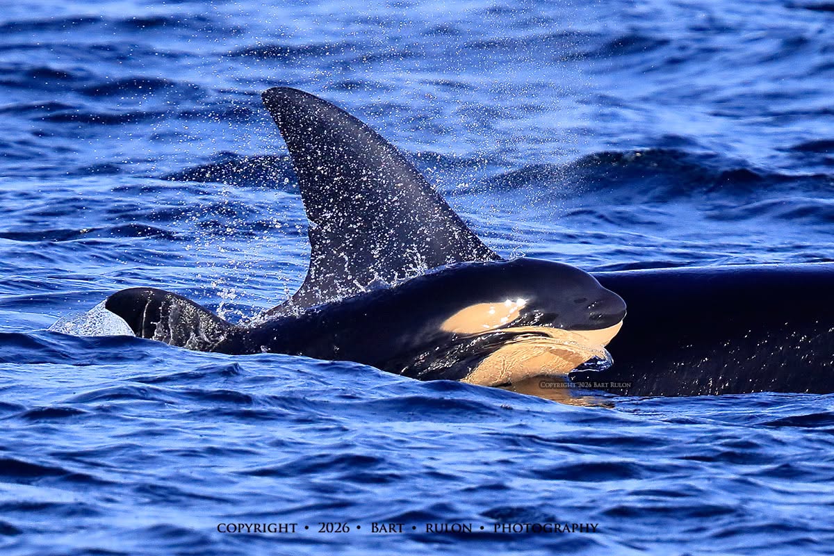 ThePWWA's tweet photo. The Bigg's orca population has grown yet again! A new calf was seen swimming beside T36A1 "Tierna" a few days ago. Based on visible fetal folds and a still somewhat smooshed (technical term 😉) dorsal fin, the calf is likely only a week or so old. 

📷: Bart Rulon, @psxpress https://t.co/RiOWx91Jm5