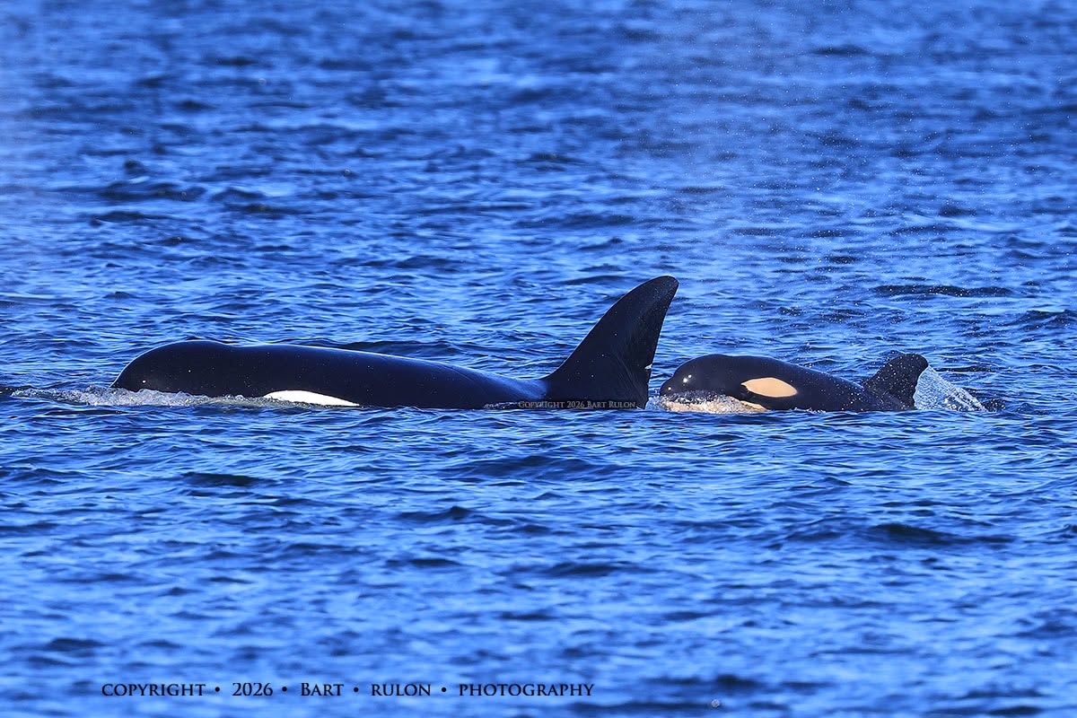 ThePWWA's tweet photo. The Bigg's orca population has grown yet again! A new calf was seen swimming beside T36A1 "Tierna" a few days ago. Based on visible fetal folds and a still somewhat smooshed (technical term 😉) dorsal fin, the calf is likely only a week or so old. 

📷: Bart Rulon, @psxpress https://t.co/RiOWx91Jm5