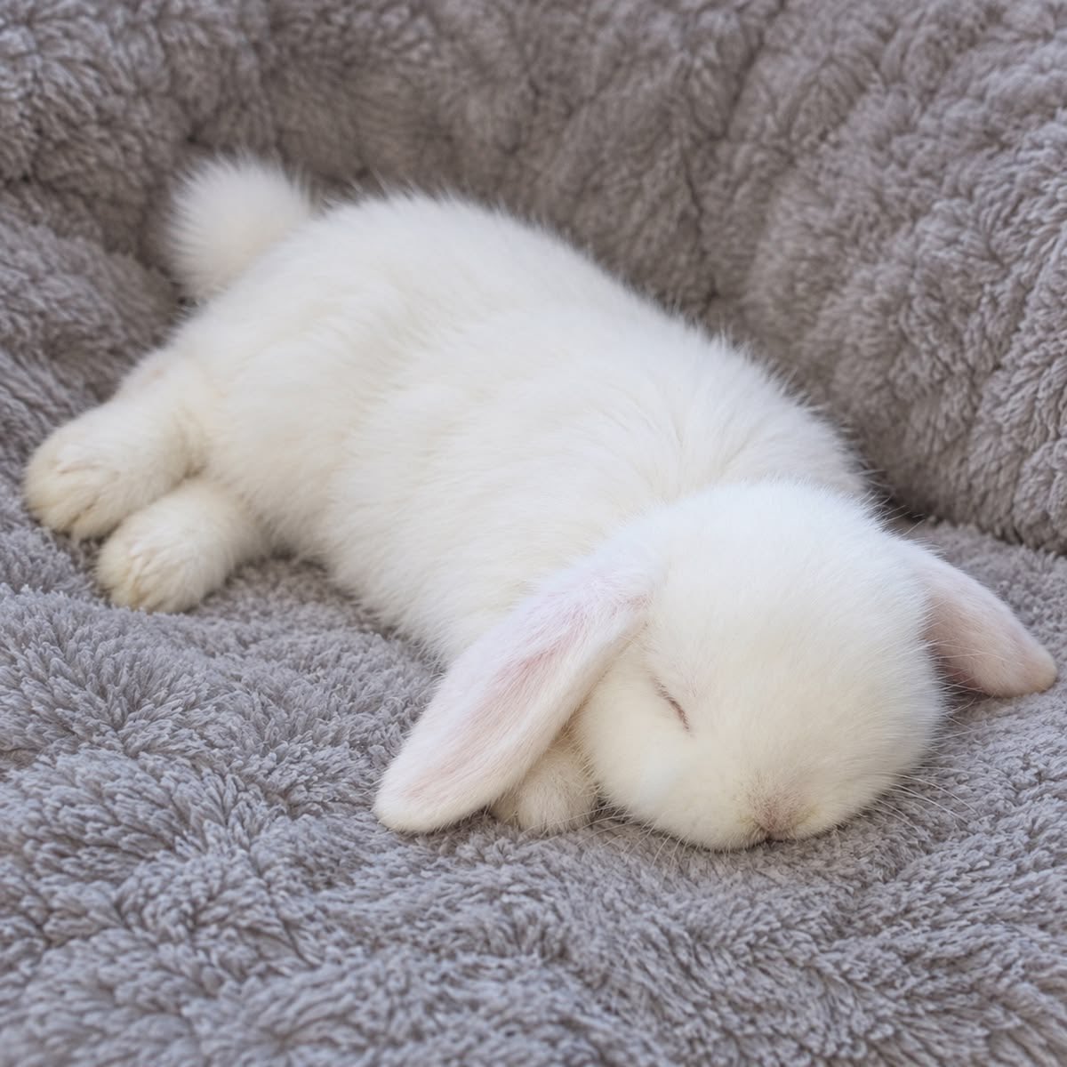 AdorbleAnimals's tweet photo. https://t.co/nJisvCQcl2