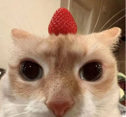 m41z3n4_09's tweet photo. #phighting 

oomyyygooooooooddddd https://t.co/LWNXUtnT2U