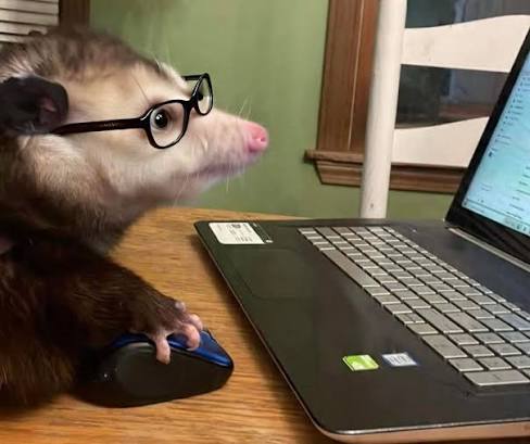 PossumPost's tweet photo. Possum Twitter https://t.co/uKhM0z5hFV