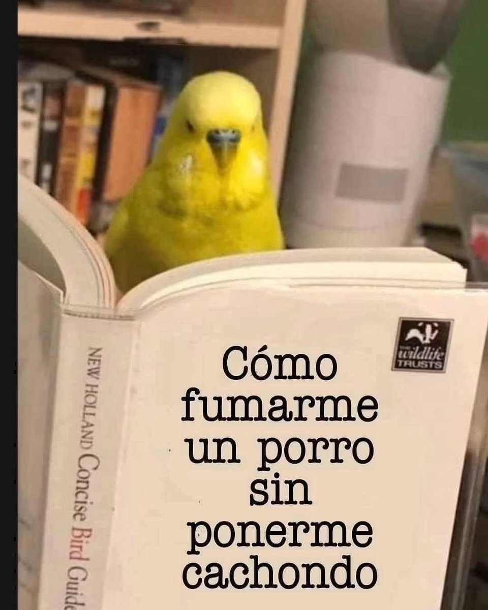 BreakinGatos's tweet photo. Cómo https://t.co/FYrCFV5YcC