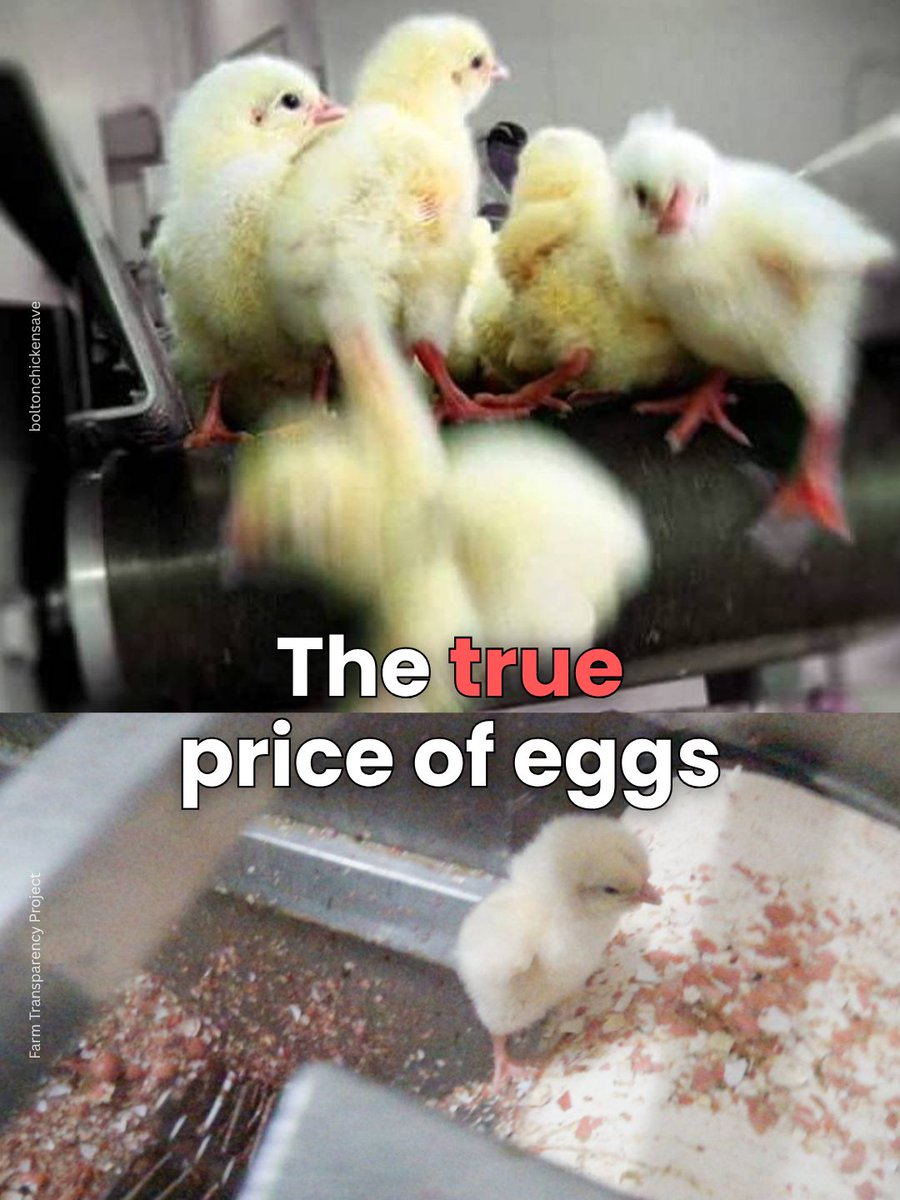 teamveganfta's tweet photo. The true price of eggs is paid by those who never get the chance to grow up. 🐣💔
Male chicks are killed because they cannot lay eggs, while female chicks are born into a system that treats their bodies as production units. 🐥
And no “free-range” or “cage-free” label changes that reality.
There is no kinder way to exploit animals. Reject the system, choose vegan. 🌱
📸 boltonchickensave (IG) | @farmtr_project
#eggs #freerangeeggs #vegan